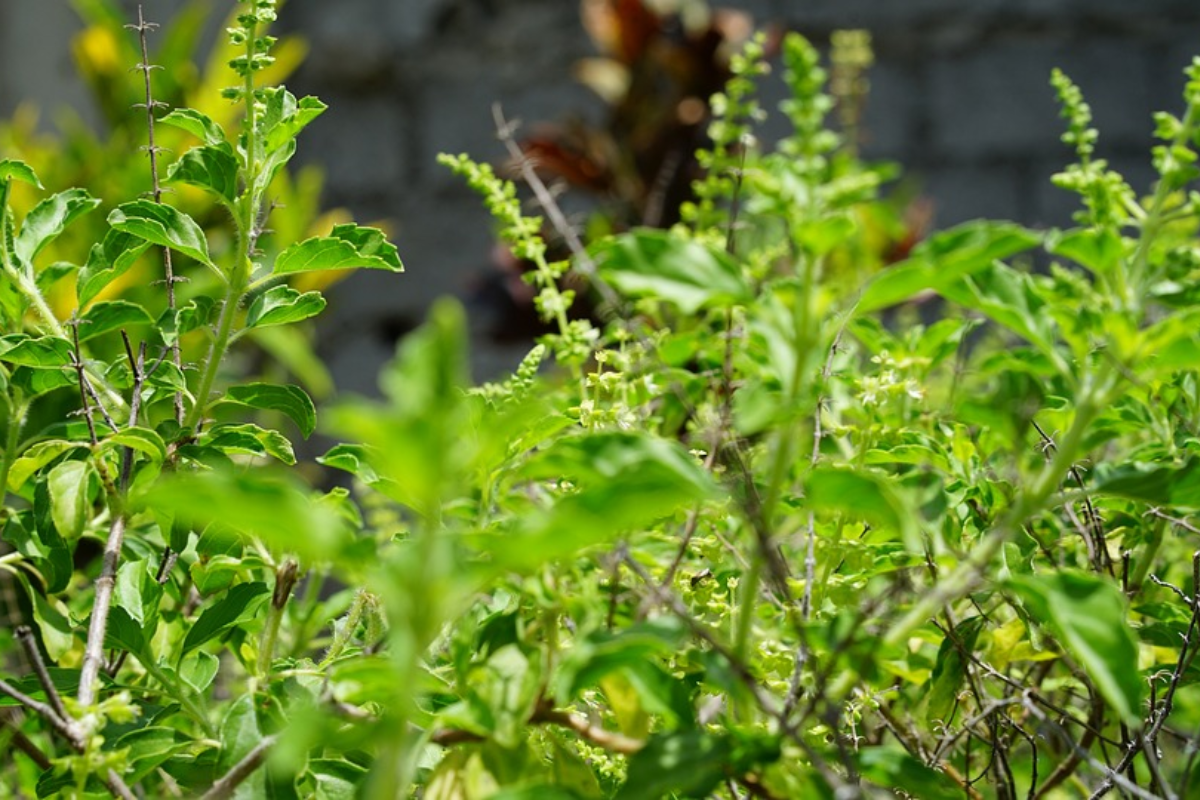 tulsi-pooja-vidhi